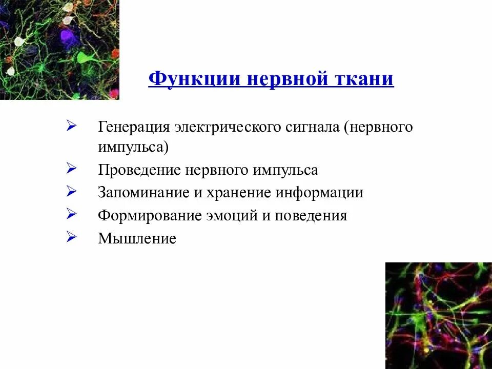 Функции нервной ткани. Функции нервной ткани животных. Нервная ткань в организме выполняет функции. Выполняемые функции нервной ткани.