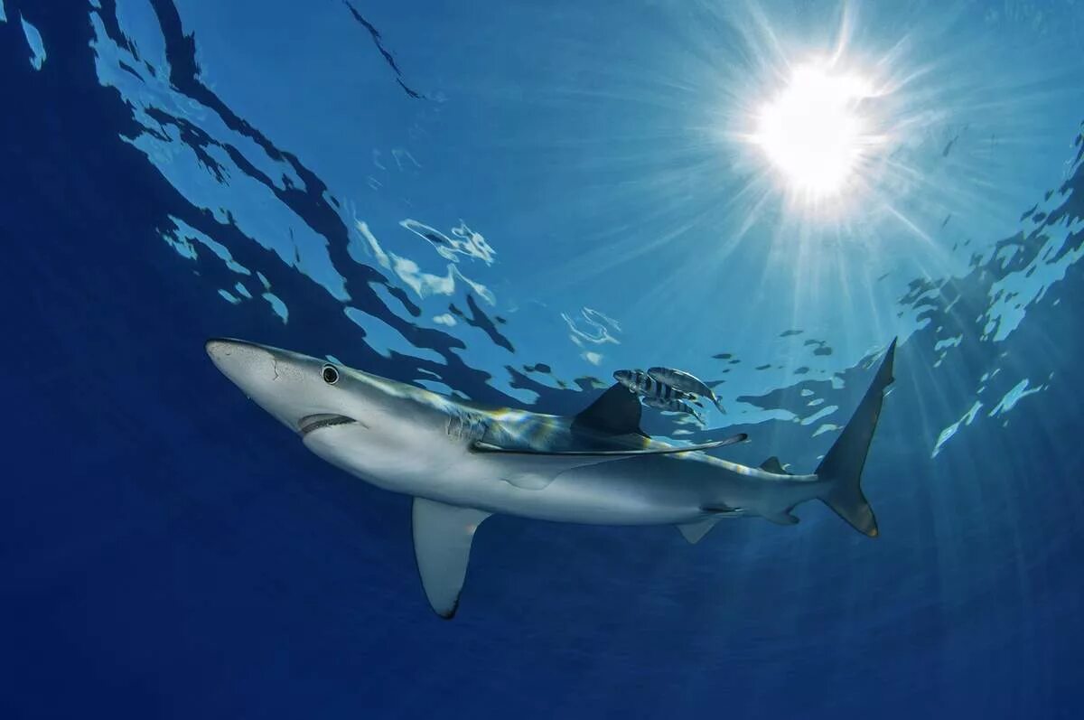 Какую скорость развивает белая акула. Голубая акула. Синяя акула Мокой. Prionace glauca. Голубая акула (синяя акула).