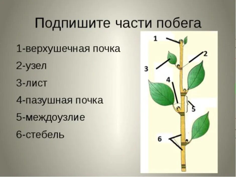 Почему почка побег. ПАЗУШНАЯ почка, лист, междоузлие. ПАЗУШНАЯ почка побег стебель. Верхушечная почка побега. Побег строение побега.