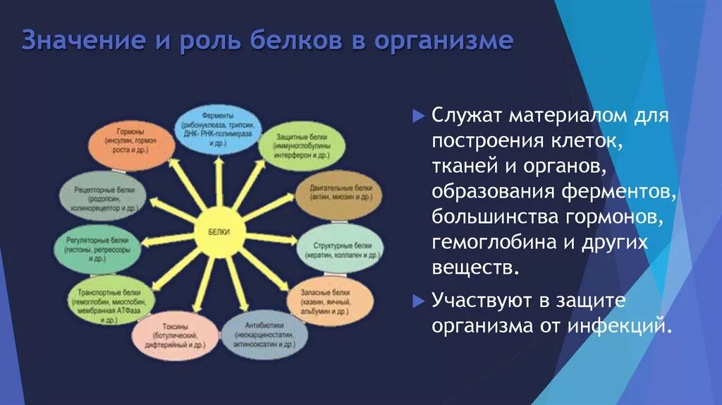 Состав и значение белков. Роль и значение белков. Биологические функции белков в организме человека. Значение белков для организма. Роль белков в жизни человека.