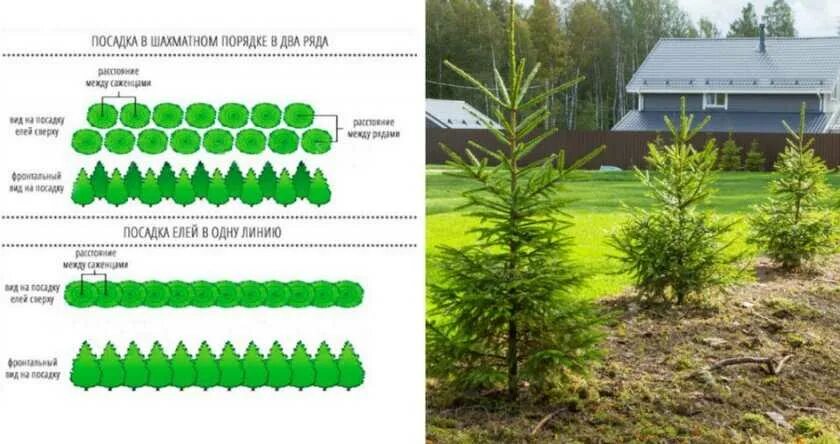 Схема посадки елей для живой изгороди. Схема посадки ель Живая изгородь. Ель обыкновенная Живая изгородь схема посадки. Схема посадки однорядной живой изгороди. Расстояние хвойная