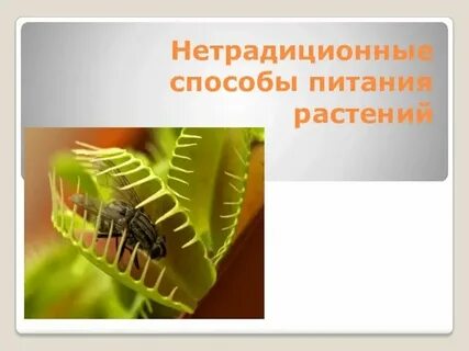 Основной способ питания растений