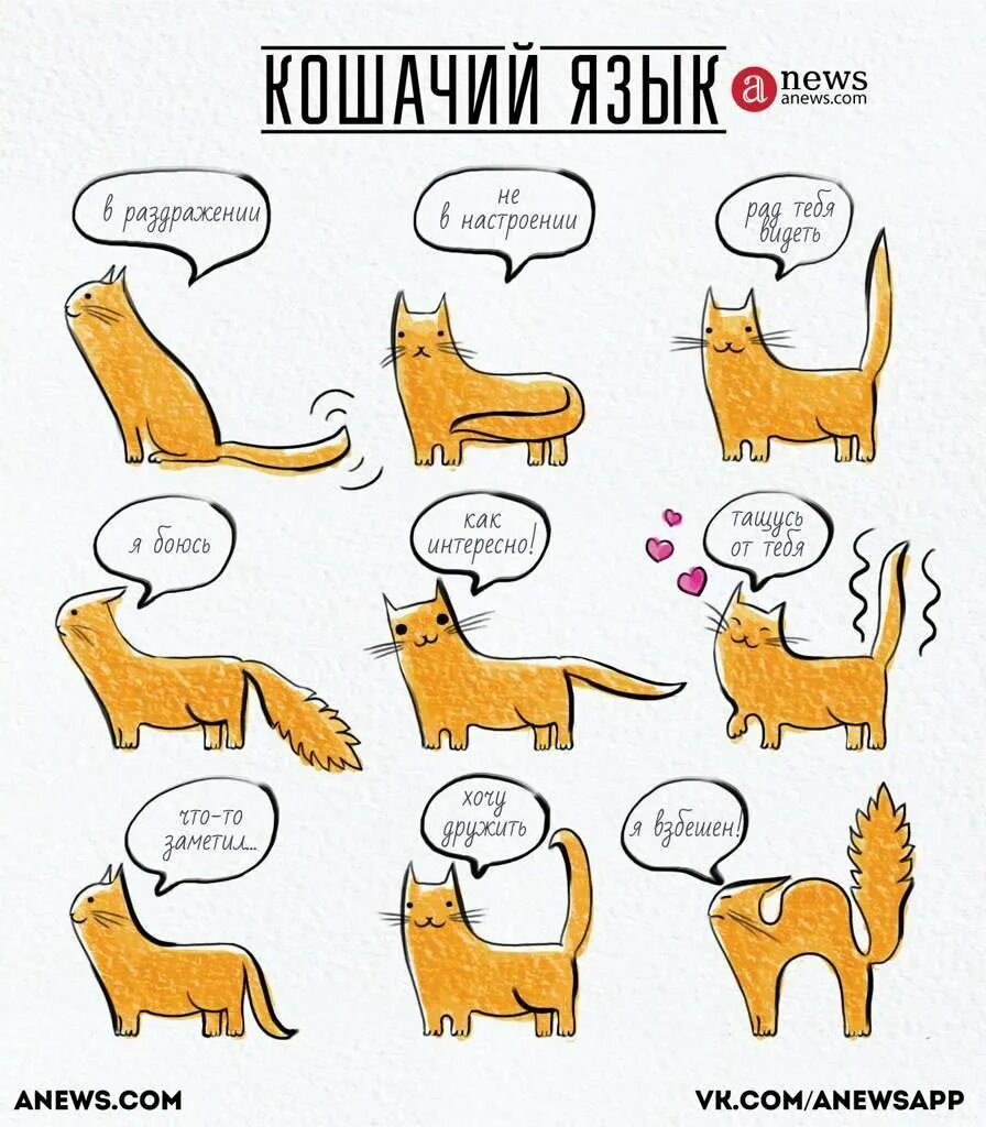 Поговори на кошачьем. Как понять язык кошек. Настроение кошки. Кошачий язык жестов. Кошачий язык картинки.