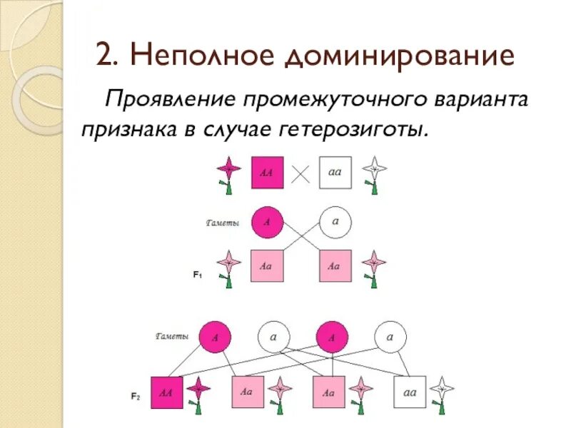 Промежуточный признак неполное доминирование. Закон неполного доминирования. Закон не полного доминированию. Неполное доминирование это в биологии.