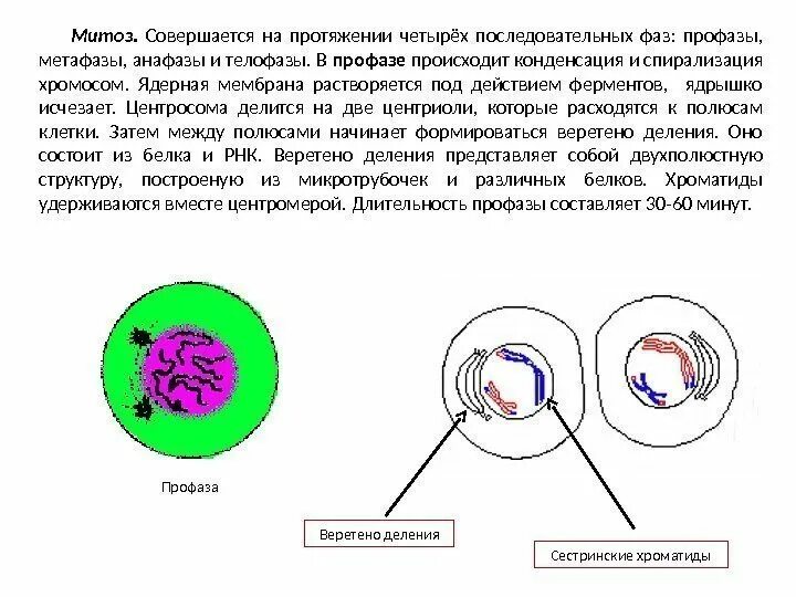 Ранняя и поздняя профаза. Размножение клетки митоз и его фазы. Клетка в поздней профазе. Конденсация хромосом в профазе митоза.