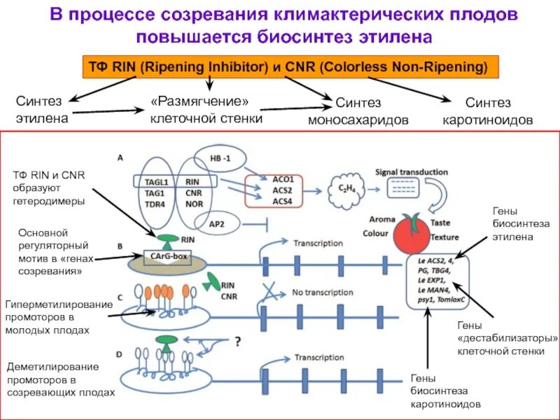 Процесс созревания ребенка