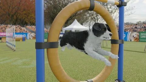 Dogs трейнер