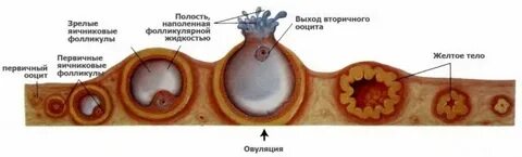 Фолликул в трубе