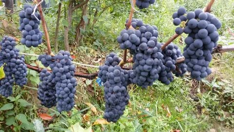 Сорт винограда альфа описание отзывы