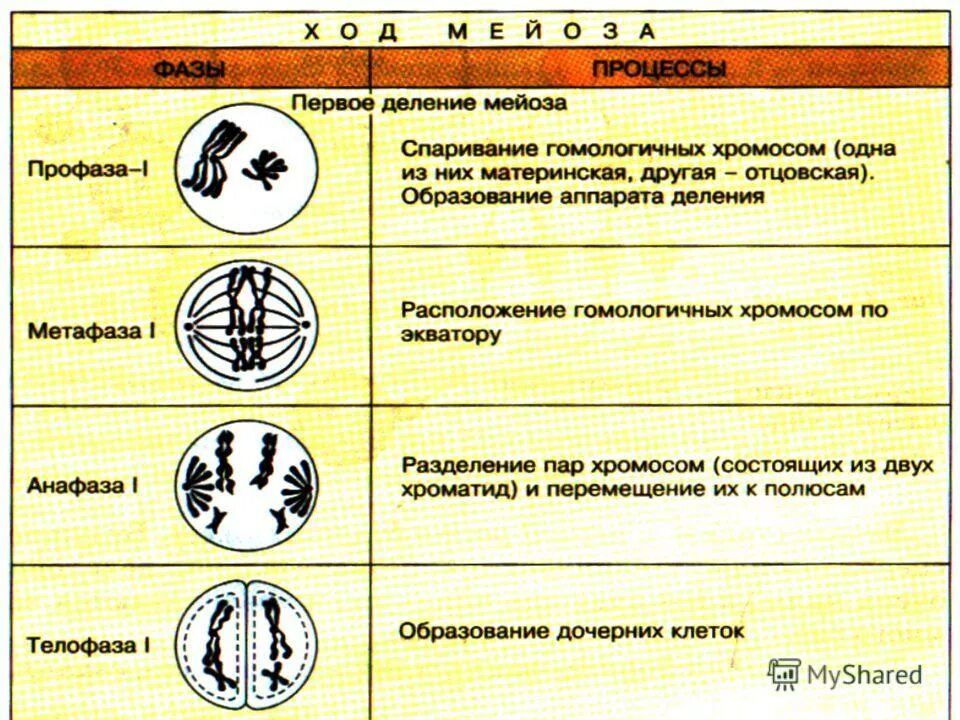 Биологическая сущность мейоза состоит в. Половое размножение мейоз. Фазы мейоза таблица. Фазы мейоза кратко. Таблица половое размножение мейоз.