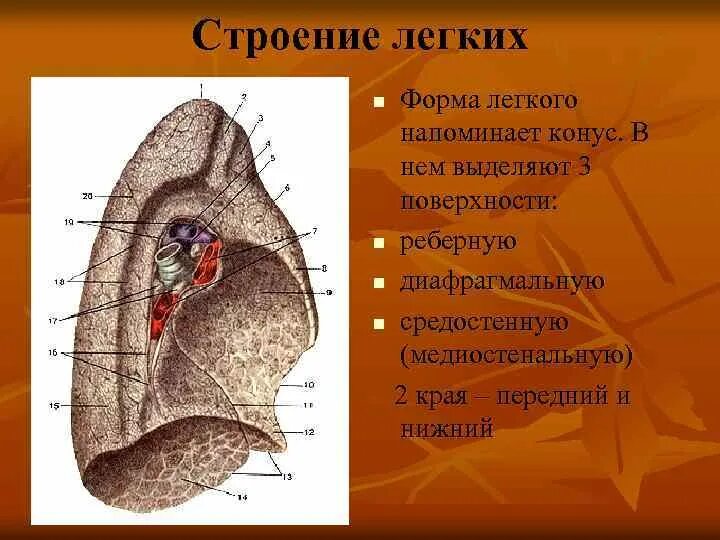 Ворота легкого образования. Лёгкие строение. Лёгкие анатомия строение. Легкие строение поверхности. Легкое анатомия поверхности.