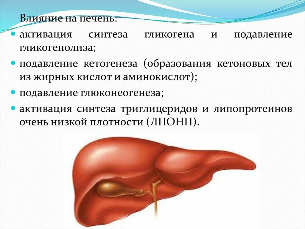 Время калечит печень