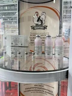 Ломоносов черникова