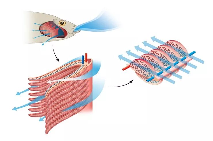 Патология жабер у человека. Дыхательная система хрящевых рыб. Противоточный механизм у рыб. Противоточный механизм в жабрах рыб. Лабиринтовый аппарат рыб.