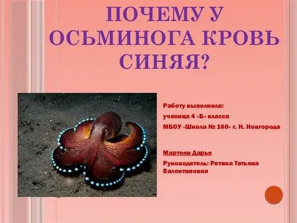 Почему осьминог
