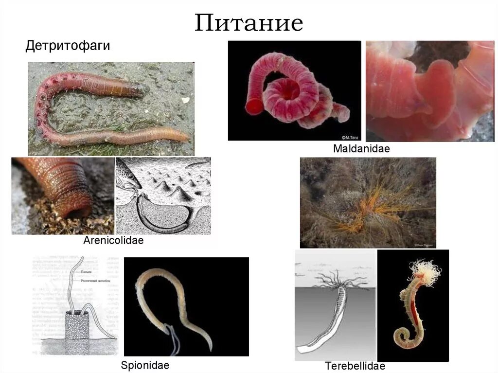 Детритофаг кольчатые черви. Детритофаги и редуценты. Детритофаги дождевой червь. Примеры детритофагов.