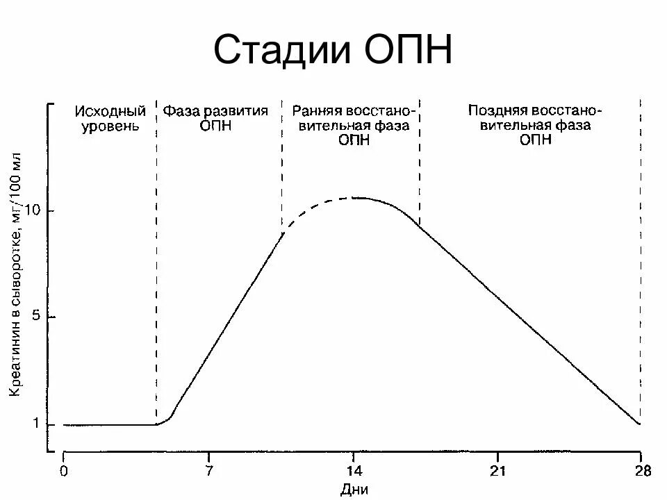 Стадии острой почечной недостаточности (ОПН). Стадии клинического течения острой почечной недостаточности. Стадии развития ОПН. Стадии, течение ОПН. Стадии опн