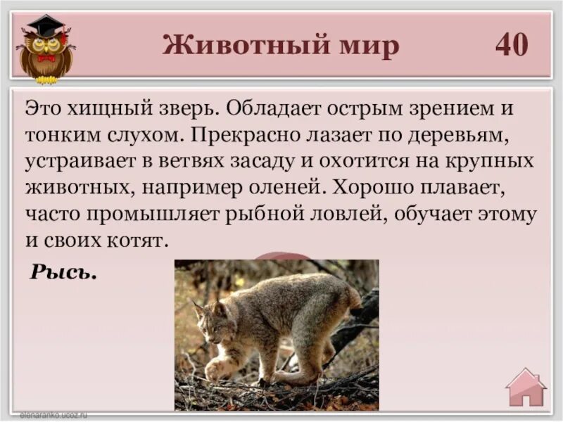 Лисица обыкновенная это хищное животное огэ ответы. Не обладает острым зрением животное. лазающие по деревьям животные характеристика. хищнический.