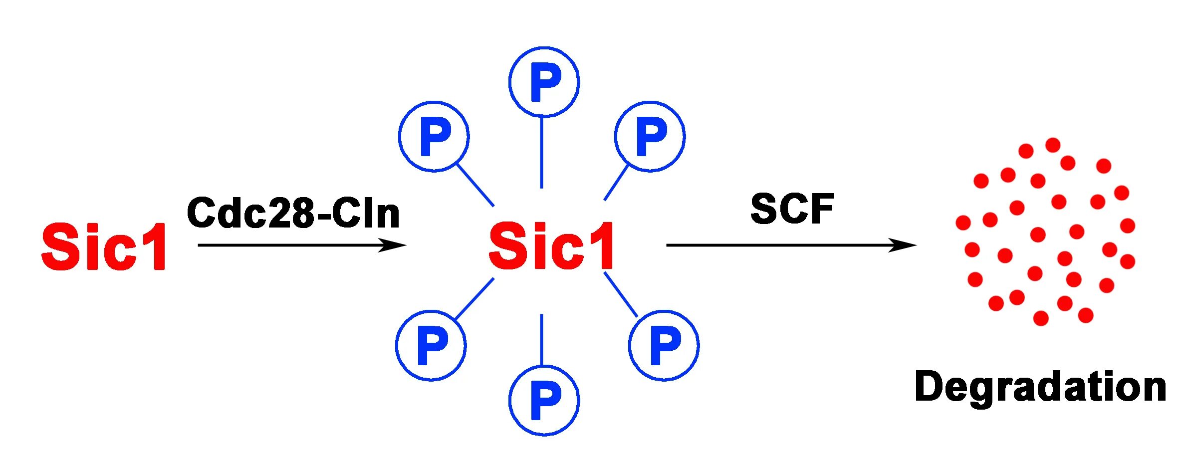 SIC связь. SIC 0001. Cdc28. SIC химия. Sio2 sic