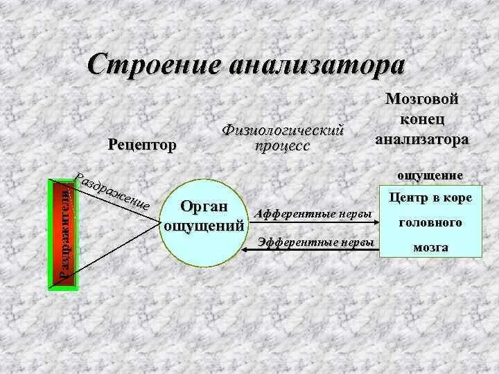 Структура ощущения. Общая схема строения анализаторов. структура анализатора схема. строение аналализатора. общий план строения анализаторов.