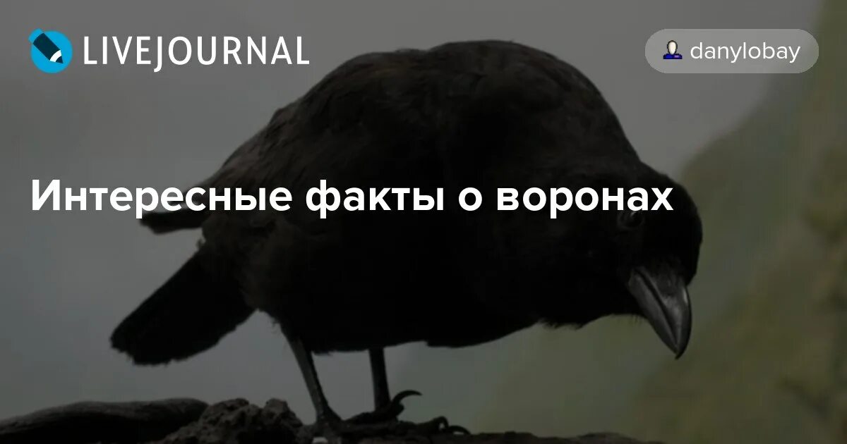 Интересные факты о вороне. Интересные факты о воронах. Ворона интересные факты. Интересные факты о Вароне.