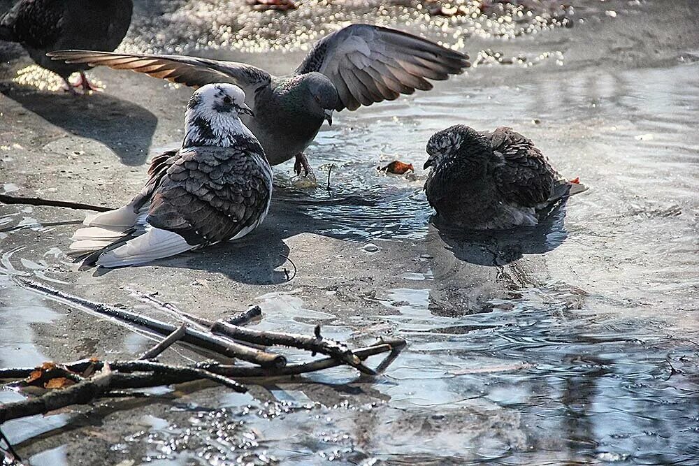 голуби купаются в луже. голуби купаются. голубь моется. голуби купаются в луже. голуби купаются.