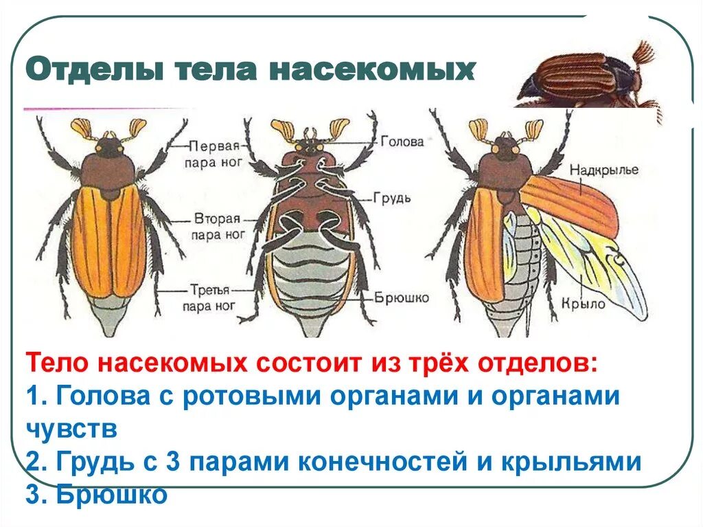 Внешнее строение насекомых насекомых. Отделы тела насекомых 7 класс биология. Строение насекомых 7 класс биология. Внешнее строение насекомых 7 класс биология. Насекомое работающая на органы