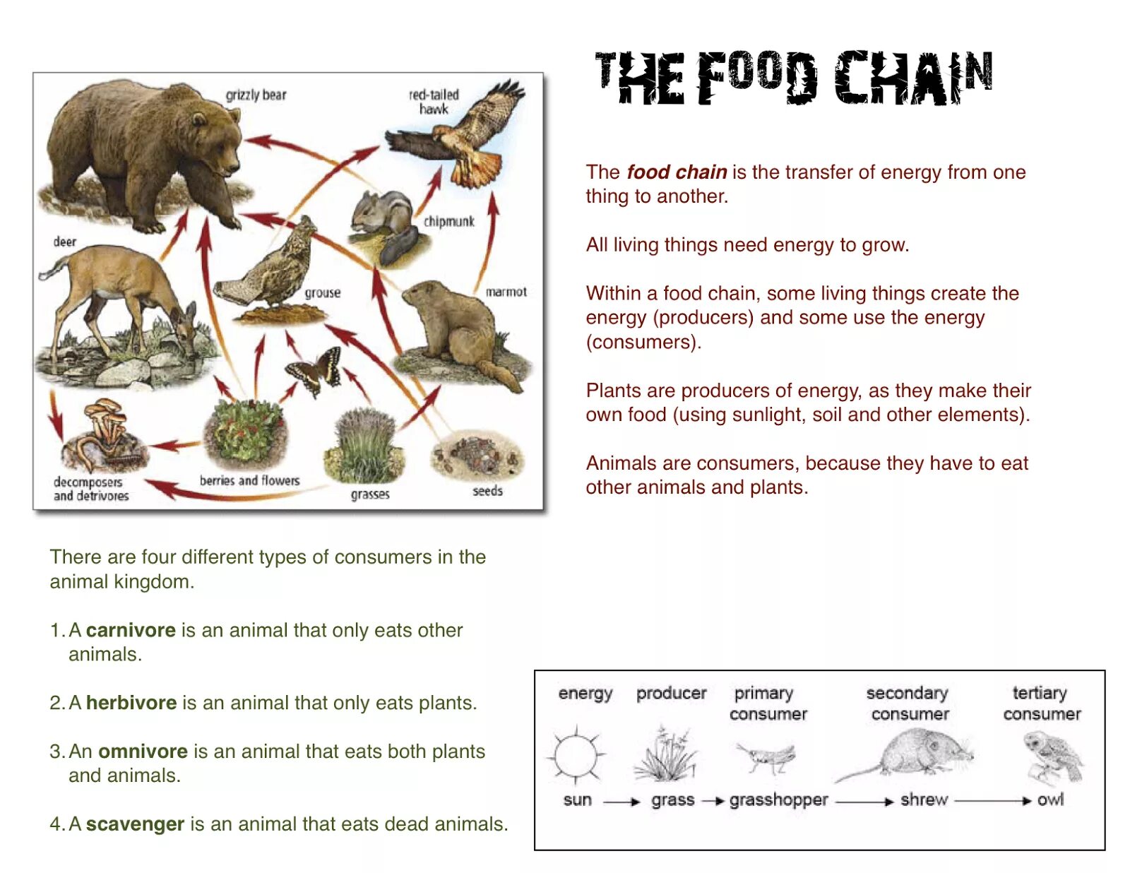 Carnivore перевод. Herbivores and Carnivores Worksheet for Kids. Food Chain Worksheet for Kids. Food Chain Grizzly Bear. Animals and their food.