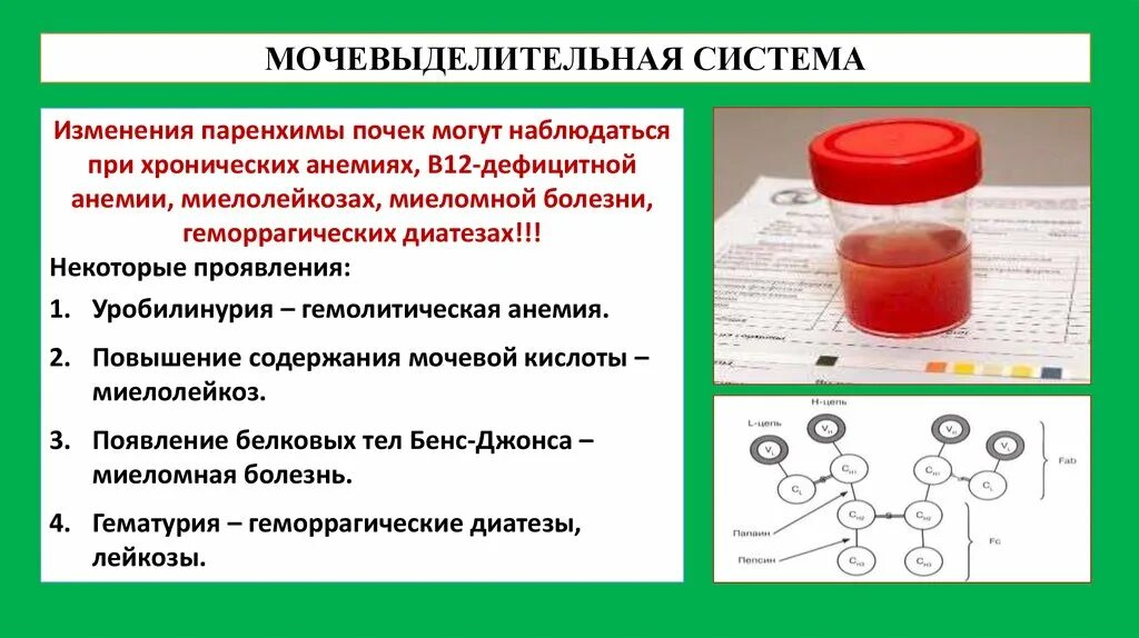 Определение белка бенс джонса в моче метод. Определение белка бенс джонса в моче метод