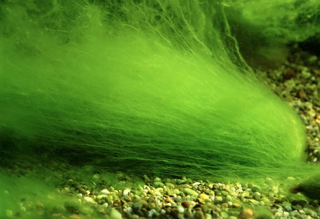 Слой водорослей. Нитчатые синезеленые водоросли. Зеленые водоросли Chlorophyta. Водоросли улотрикс и спирогира.