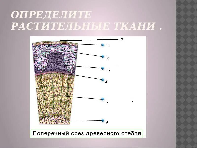 Какая ткань на рисунке. Ткани растений. Ткани растений без подписей. Расположение растительных тканей. Ткани растений ботаника.