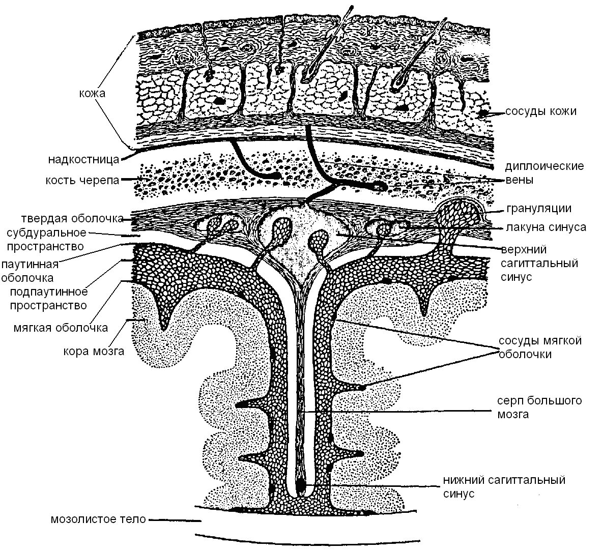 Внутренняя оболочка мозга. Твердая мозговая оболочка головного мозга схема. Поперечный срез оболочек головного мозга. Сосудистая оболочка головного мозга строение. Структура твердой мозговой оболочки анатомия.