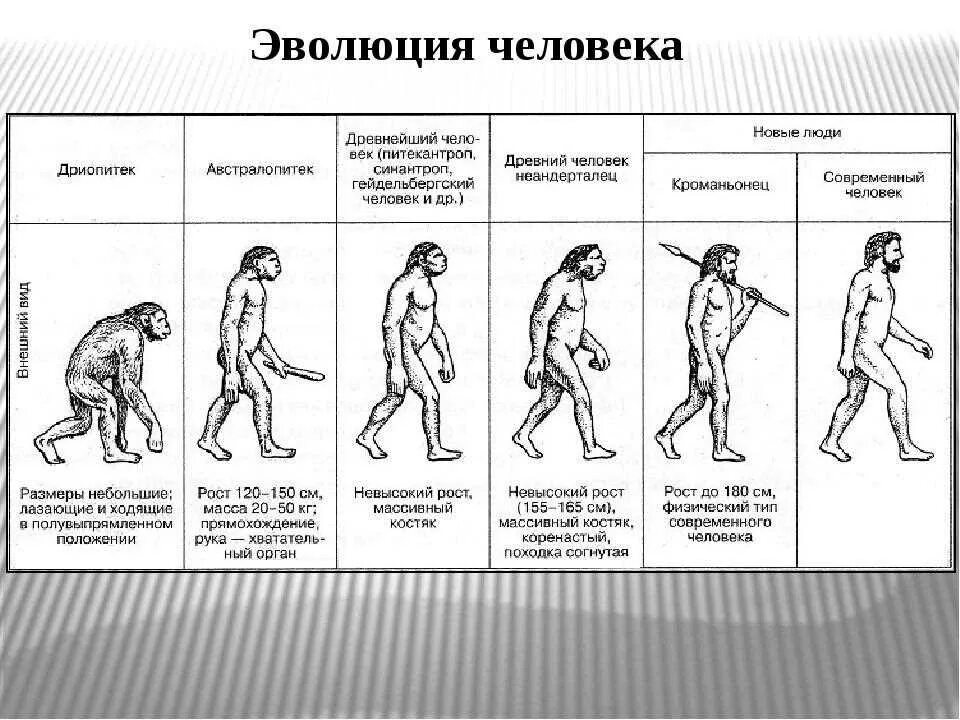 Эволюция человека от дриопитека до человека. Схема этапы развития эволюции человека\. Этапы происхождения человека схема. Этапы становления человека австралопитек дриопитек.