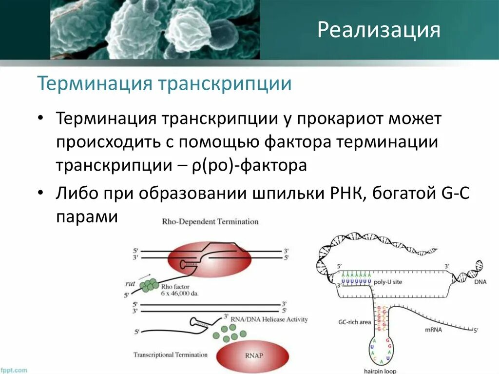 Инициация у прокариот. Механизмы терминации транскрипции. Транскрипция у прокариот инициация элонгация терминация. РО независимая терминация транскрипции. Терминация транскрипции у эукариот.