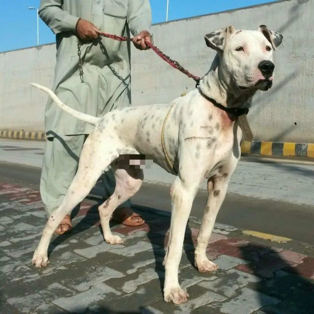 гуль донг и аргентинский дог. пакистанский гуль донг. гульдог. гуль-донг или пакистанский бульдог. гуль донг порода собак.
