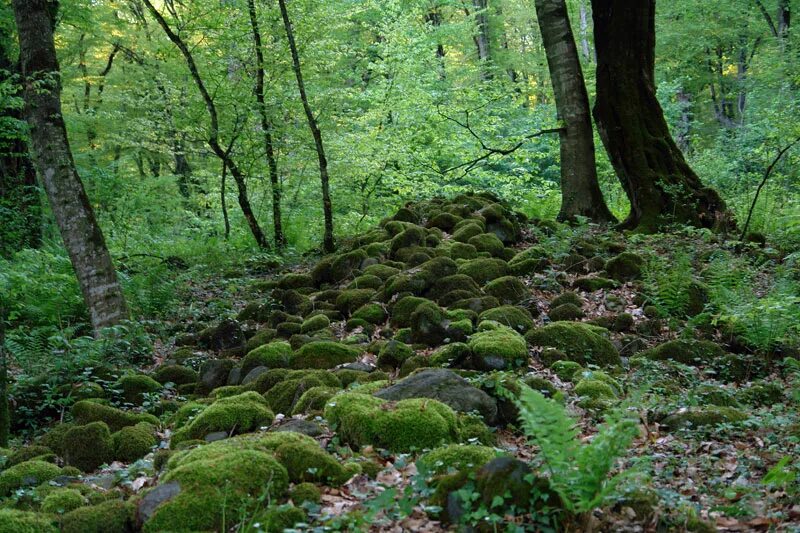 Protected area. Дендрарий лагодехи. lagodekhi protected area. буковые леса в лагодехи. черные скалы лагодехи.