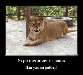 Жена пойдешь на работу