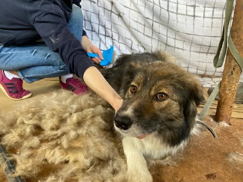 бездомные собаки в прошлом. лохматая душа приют логотип. адрес приюта лохматая душа. клетка для лабрадора. хозяева.