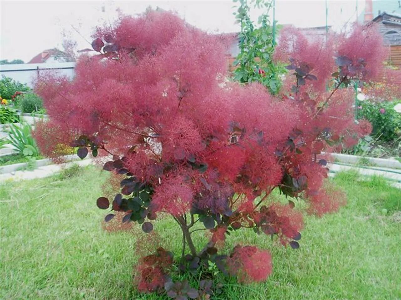 Скумпия Кожевенная Cotinus coggygria. Скумпия Кожевенная (Cotinus coggygria `Royal Purple`). Скумпия Кожевенная флависсимо. Скумпия Роял перпл. Кустом удом