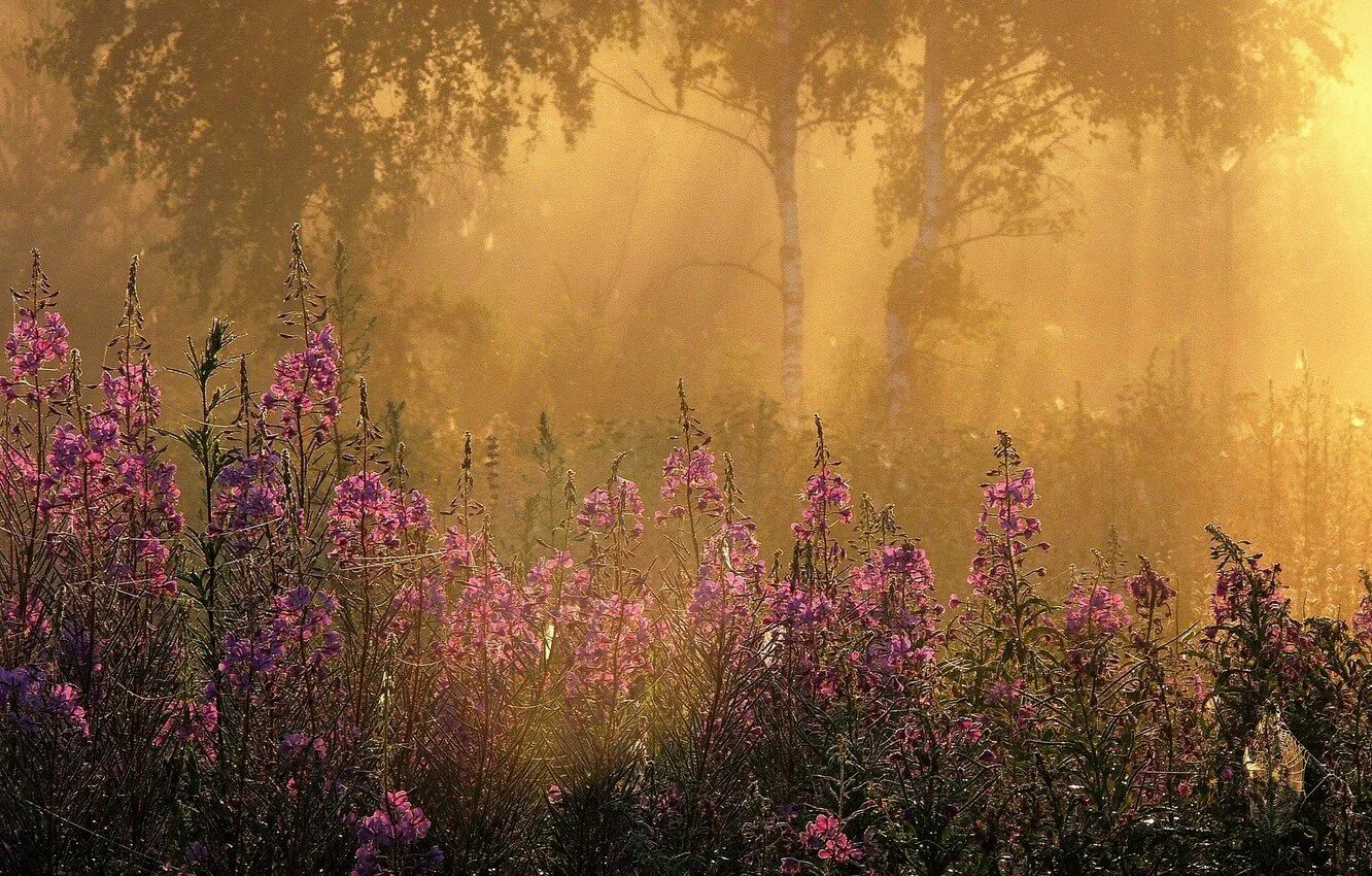 Цвет ранней травы. Рассвет в лесу летом. Цветущий сад в тумане. Профессиональные пейзажи. Туманное утро в саду.