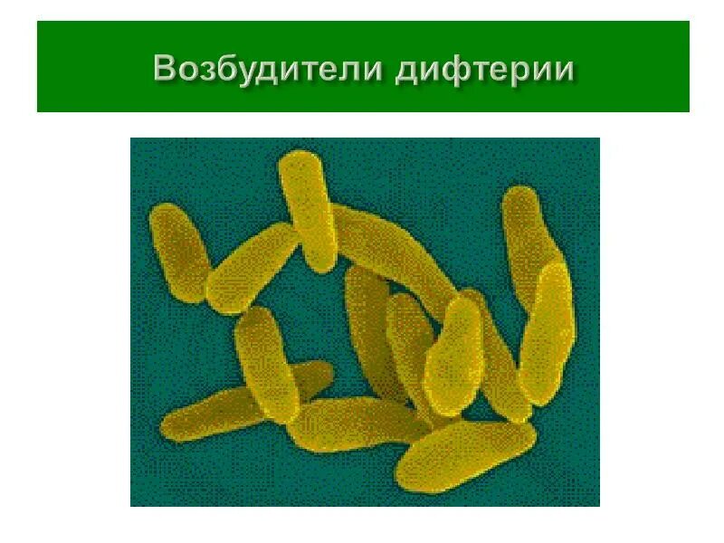 Передача возбудителя дифтерии возможна через ответ. Возбудители дифтерии являются. микобактерии дифтерии.