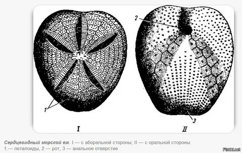 Строение морского ежа