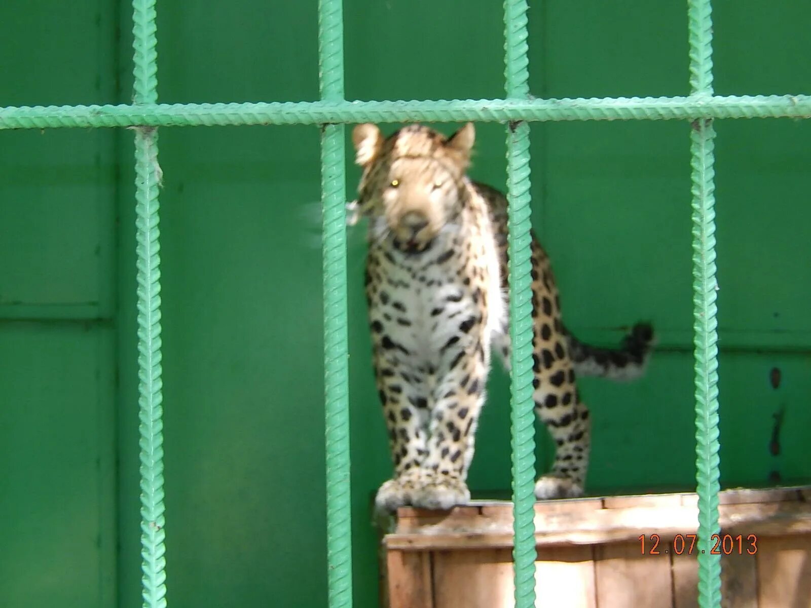 Сафари зоопарк дубай. Зоологический центр. Сафари парк тель авив. Сафари парк рамат ган. Зоологический центр.