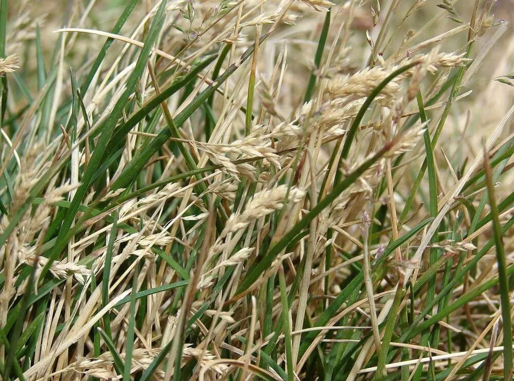 мятлик луговой (poa pratensis). злак мятлик. мятлик луговой. мятлик луговой. злак мятлик.