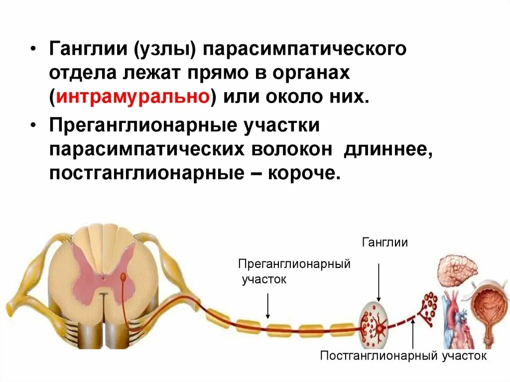 Нервный узел где. Ганглии ВНС функции. ВНС узлы ганглии. Узлы нервной системы человека.