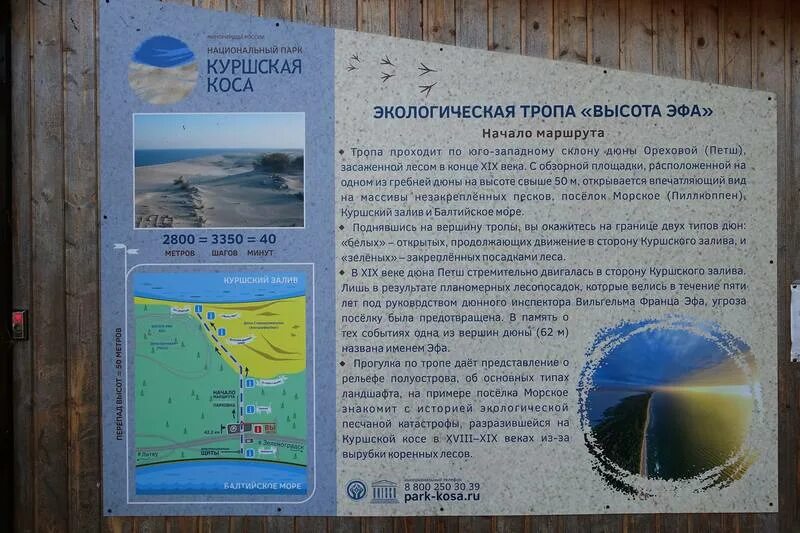 Дюна эфа куршская коса на карте. Дюна эфа на куршской косе на карте. Маршрут высота эфа куршская коса. Куршская коса экскурсии из зеленоградска. Автобус 593 калининград куршская.