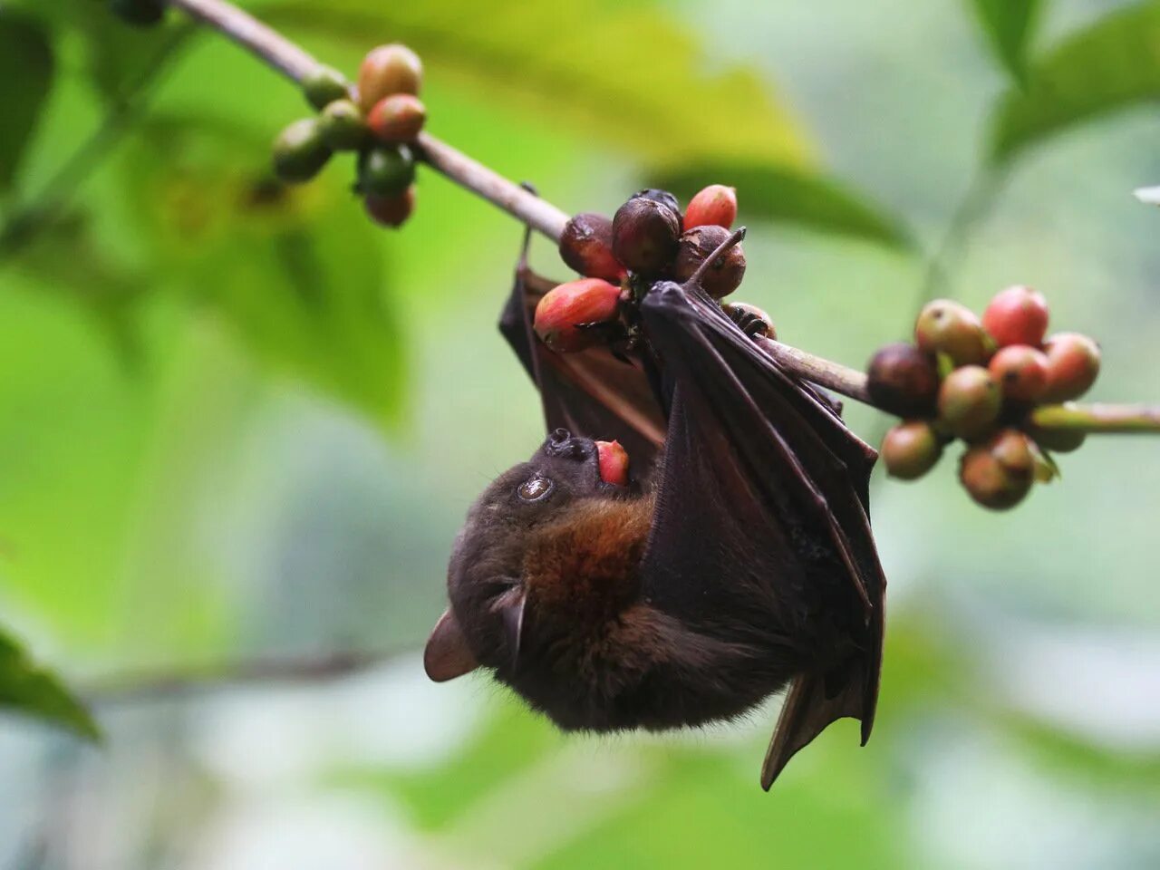 Фруктовая мышь. Родригесская летучая лисица. Сумчатый крылан. Philippine Fruit bat. Сумеречная летучая лисица.