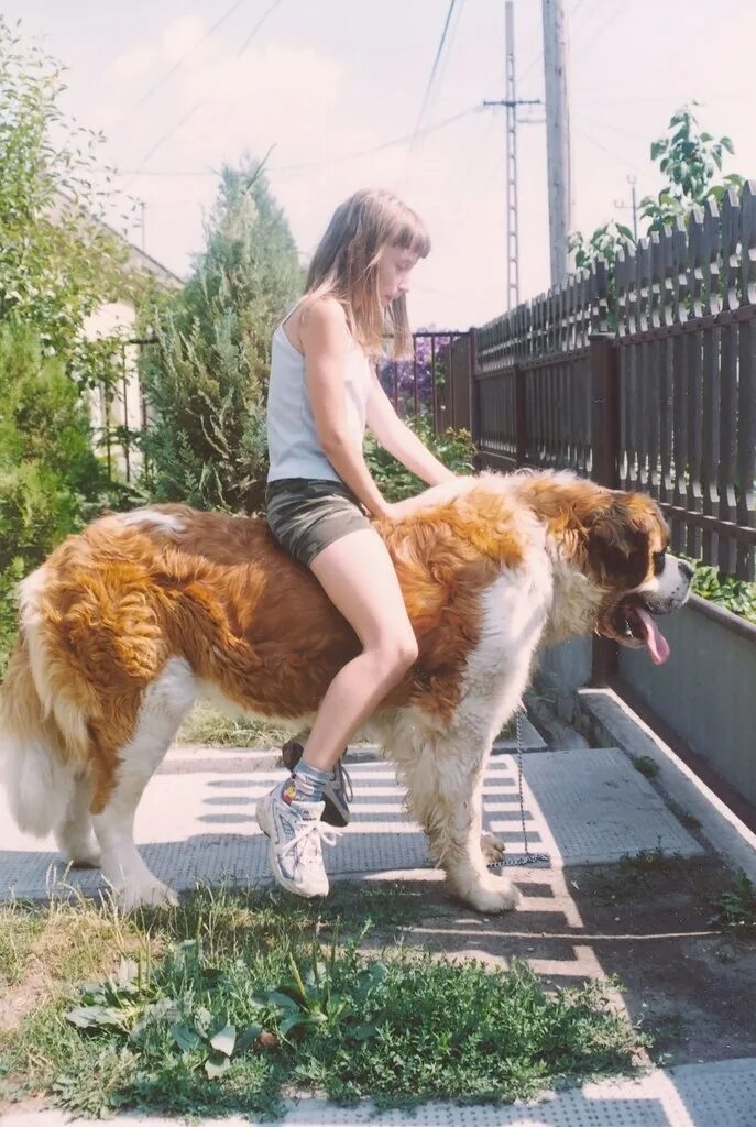 Девушка села на собака. Верхом на собаке. девушка верхом на собаке. дети верхом на собаке. девушка сидит с собакой.