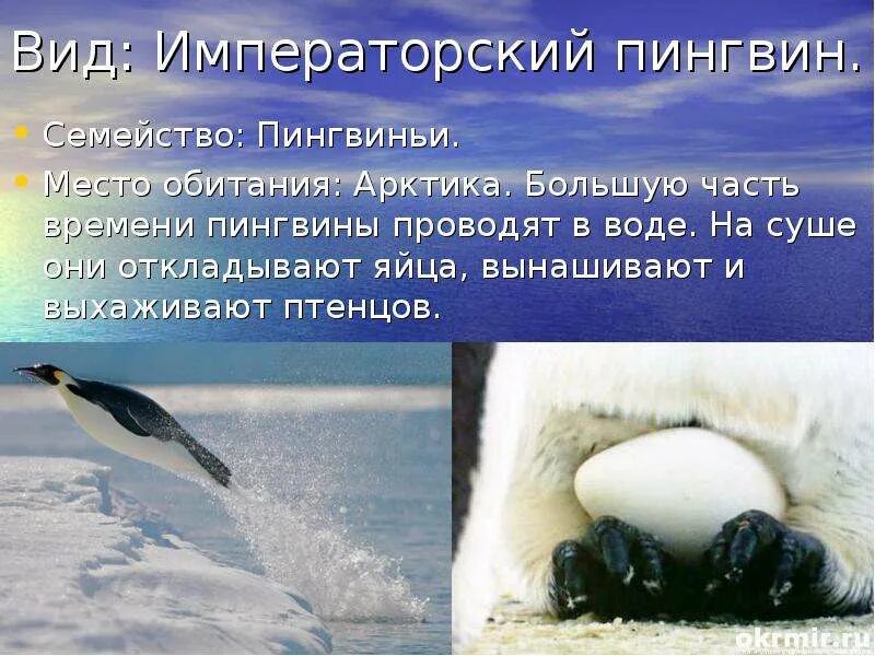 Как размножаются и развиваются пингвины. Презентация на тему императорский пингвин. место обитания императорского пингвина. зона обитания пингвинов. пингвины арктики доклад.