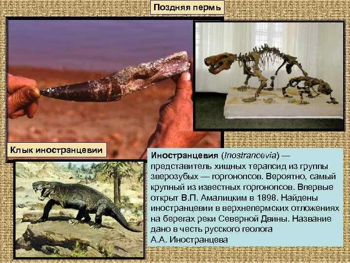 Почему зверозубые получили такое название